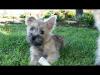 Puppies for sale Belgium, Brussels Other breed, Cairn Terrier
