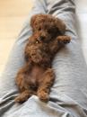 Puppies for sale Germany, Kayzerslauten Toy-poodle