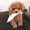 Puppies for sale Sweden, Stockholm Miniature Poodle