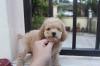 Puppies for sale Lithuania, Vilnius Toy-poodle