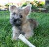 Puppies for sale Sweden, Stockholm Other breed, Cairn Terrier