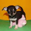 Puppies for sale Germany, Dresden Chihuahua