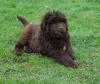Puppies for sale Cyprus, Paphos Newfoundland