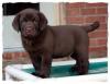 Puppies for sale Netherlands, The Hague Labrador