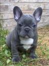 Puppies for sale France, Lille French Bulldog
