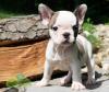 Puppies for sale Hungary, Budapest French Bulldog