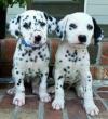 Puppies for sale Germany, Munich Dalmatian