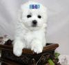 Puppies for sale Belgium, Brussels Maltese