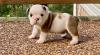 Puppies for sale Hungary, Budapest English Bulldog