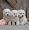 Puppies for sale Germany, Berlin , Bichon Frise