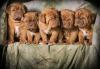 Puppies for sale Germany, Berlin , Dogue De Bordeaux Dogs