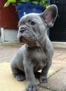 Puppies for sale Germany, Berlin French Bulldog