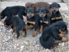 Puppies for sale Greece, Larissa Doberman