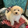 Puppies for sale Spain, Madrid Maltese