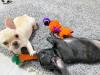 Puppies for sale Germany, Berlin French Bulldog