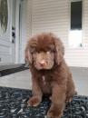 Puppies for sale France,  Newfoundland
