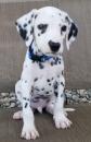 Puppies for sale France, Paris Dalmatian