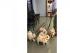Puppies for sale Canada, British Columbia, Vancouver Chow Chow