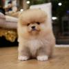 Puppies for sale Spain, Badalona Pomeranian Spitz