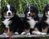 Puppies for sale Belgium, Gant Bernese Mountain Dog