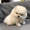 Puppies for sale Belgium, Liege Pomeranian Spitz