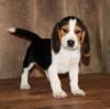 Puppies for sale Finland, Haapavesi Beagle