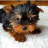 Puppies for sale Slovenia, Jesenice Yorkshire Terrier