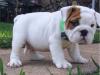 Puppies for sale Cyprus, Limassol English Bulldog