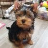 Puppies for sale Netherlands, Dordrecht Yorkshire Terrier