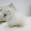 Puppies for sale Romania, Golden Pomeranian Spitz