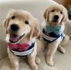 Puppies for sale Spain, Badalona Golden Retriever