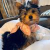 Puppies for sale Bulgaria, Shumen Yorkshire Terrier