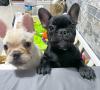 Puppies for sale Germany, Cologne French Bulldog