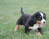 Puppies for sale Germany, Berlin Bernese Mountain Dog