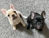 Puppies for sale United Kingdom, Cambridge French Bulldog