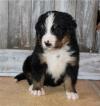 Puppies for sale Belgium, Bruges Bernese Mountain Dog