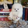 Puppies for sale Netherlands, Dordrecht Pomeranian Spitz