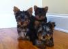 Puppies for sale Cyprus, Nicosia Yorkshire Terrier
