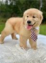 Puppies for sale Hungary, Budapest Golden Retriever