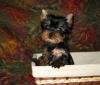 Puppies for sale Sweden, Stockholm Yorkshire Terrier