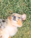 Puppies for sale Netherlands, Amsterdam Australian Shepherd