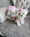 Puppies for sale Belgium, Liege Maltese