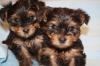 Puppies for sale Denmark, Kopenagen Yorkshire Terrier