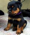 Puppies for sale Ireland, Dublin, Galway Rottweiler