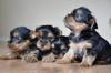 Puppies for sale Malta, Valletta Yorkshire Terrier