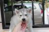 Puppies for sale Austria, Vienna Haski