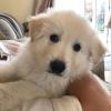 Puppies for sale Netherlands, Rotterdam German Dog