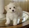 Puppies for sale Netherlands, Amsterdam Maltese