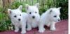 Puppies for sale Greece, Athens West Highland White Terrier