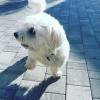 Puppies for sale Germany, Weimar Maltese